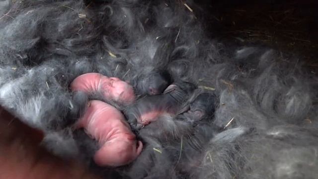 #Кролики и #крольчата смотреть онлайн