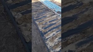 Посев Моркови на укрывной.Новый способ.