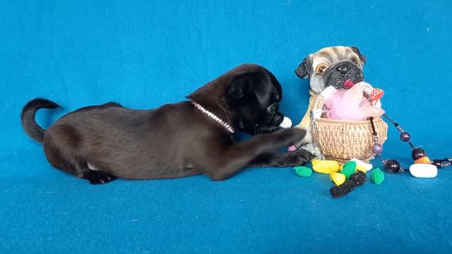 Питомник на канале Мини Вариации. Продаётся ! Шикарная девочка пти брабансона. РКФ.