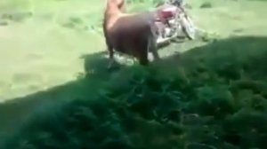 Бык-осеменитель