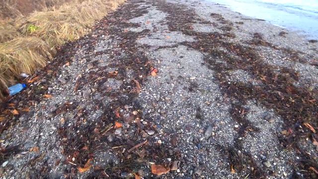 После шторма! Гребешок Свифта и панопея! смотреть онлайн