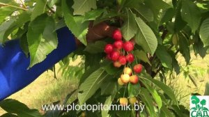 Сорта черешни белорусские, краткое описание.