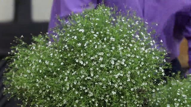 RM3 - Sakata - Gypsophila