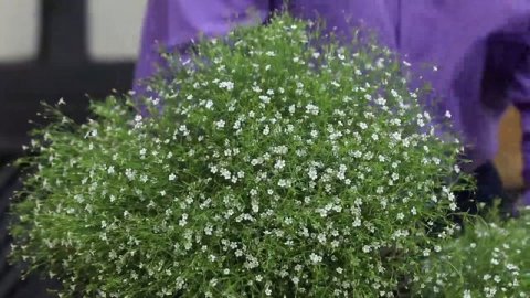 RM3 - Sakata - Gypsophila
