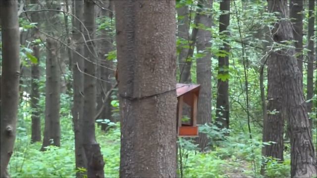 Белочка 19 07 2015 смотреть онлайн