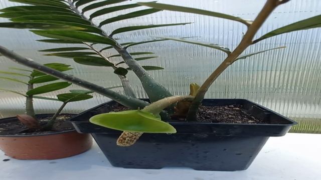 Замиокулькас, первое цветение смотреть онлайн