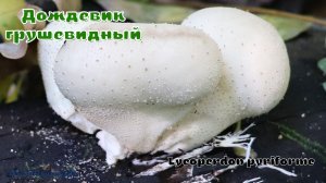 Дождевик грушевидный | Lycoperdon pyriforme