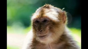 Забавные Животные // Обезьянки // Обезьяны // Мартышки