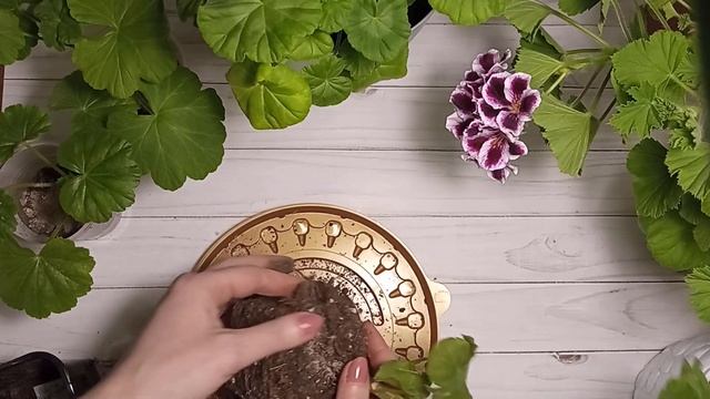 Как ухаживать за зональной пеларгонией Lara Harmony после покупки смотреть онлайн