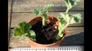 Hướng Dẫn Ươm Hạt - Hạt Giống Phong Lữ Thảo