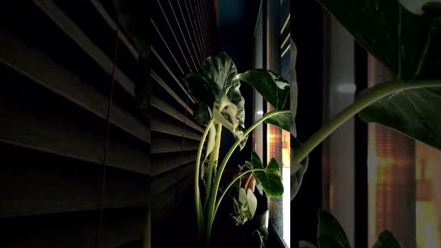 birth of 5th leave!  Alocasia Macrorrizha Variegated - Timelapse