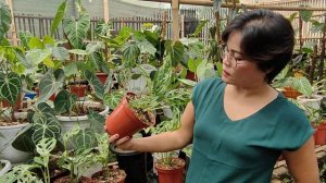 ANTHURIUM HYBRID JADI FAVORIT