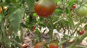 Томат "Чёрный принц".