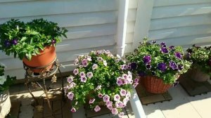 Кто ВРЕДИТ  ПЕТУНИИ? Чем опасна МУХА-  МИНЁР