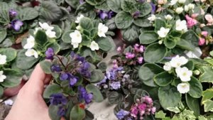 Обзор фиалок в магазине OBI?Мини фиалки?Цены.