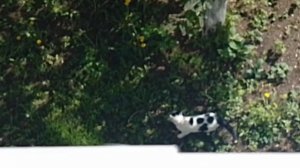 Кот пришел кушать