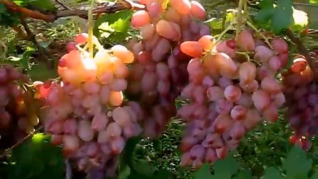 виноград Водограй 4-й год смотреть онлайн