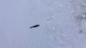 Рыбалка на оз. Шепелевское. Ловля плотвы