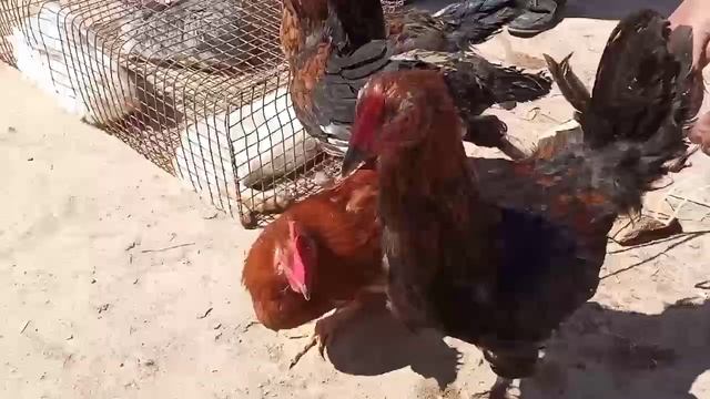 #нукус Тауык базар Нукус 11-Апрель. смотреть онлайн