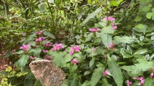 Turtlehead (Chelone obliqua)