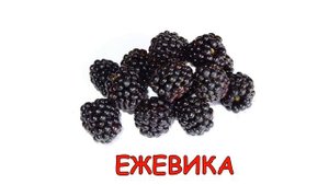 Учим ягоды Учимся говорить Карточки Домана