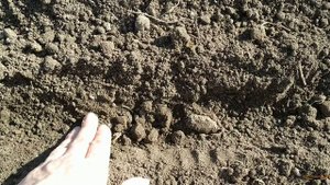 Комбинированная грядка - лук севок и морковь. Особенности посева на тяжелых суглинках