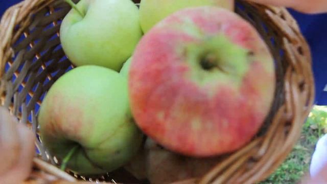 Фестиваль Мичуринского Яблока - настройся на настоящую осень! смотреть онлайн