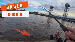 Зацеп ожил!!! Вечерняя рыбалка в Калининграде. Ловля окуня на спиннинг.