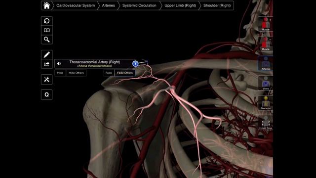 099 The Branches Of The Axillary Artery смотреть онлайн