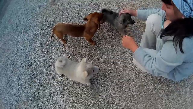 Судак 2016 l поселок Веселое l поселок Морское l Крым 2016 l Сундук Путешествий смотреть онлайн