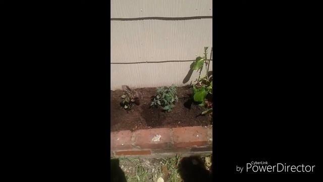 Urban Garden project Garden 4 and 5 смотреть онлайн