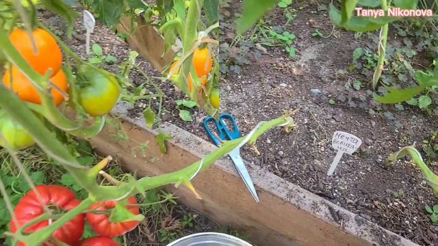 ТОМАТ МЕЧТА ВЕЛИКАНА. ОБЗОР КУСТА И ПОМИДОР ?. смотреть онлайн