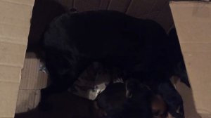 The dog speaks with his puppies. Цвергпинчер говорит со своими щенками