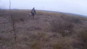 Охота с золотистым ретривером