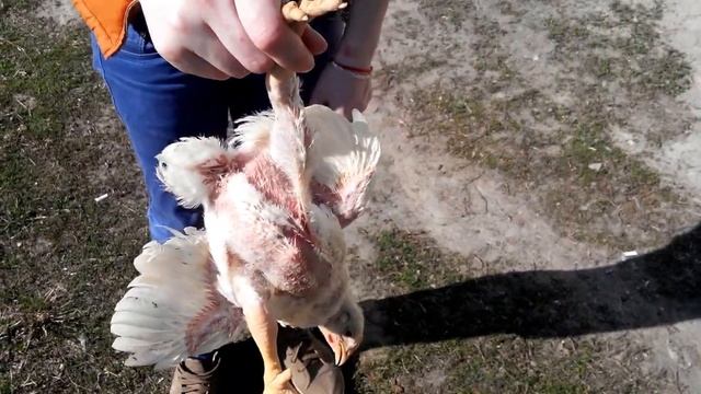 как определить пол цыплят петух или курица.Секрет.Провереный способ.
