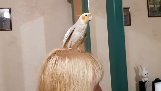 Corella Protects Its Territory (Корелла защищает свою территорию)