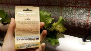 Салат на гидропонике в трубах