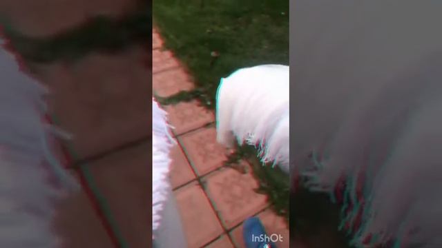 Тренировка с хоббихорсами❤️? смотреть онлайн