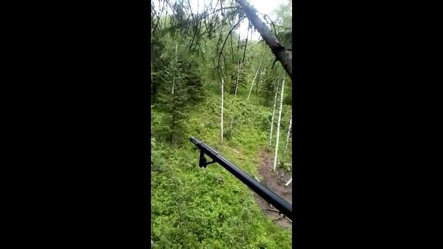 охота на солонце ( лабазе) добыча изюбра. устройство и хитрости солонца. смотреть онлайн