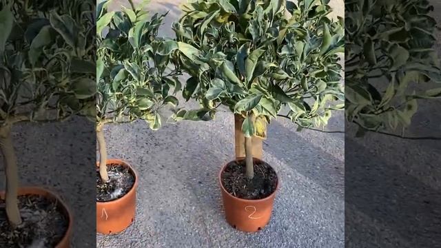 Новая поставка: Апельсин Биццария, Лайм , Апельсин Тарокко вар, Апельсин Моро, Грейпфрут Стар Руби смотреть онлайн