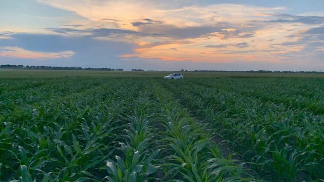 Гібридизація кукурудзи. смотреть онлайн