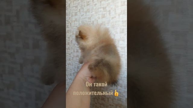 #шпиц #шпицуля #померанец #питомцы #померанскийщпиц #собачки #пушистыепороды #москва #купитьпома