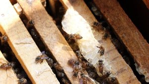 СОТОВЫЙ МЁД! Как? да Что?