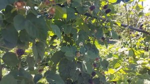 Ежевика Коламбия Гигант