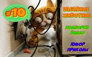 Забавные животные / Подборка видео #10