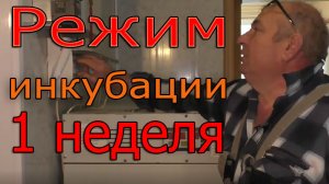 Закладка яиц в инкубатор. Режим инкубации в 1 неделю.