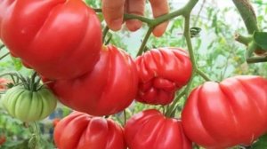 Вкусные сорта ребристых Томатов в вашу копилочку