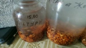 стратификация косточек персиков