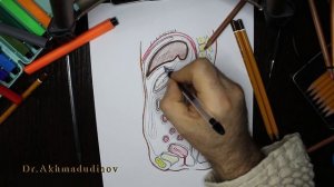 Ход брюшины, Брюшина, Топография брюшины (Ахмадудинов А.М.)