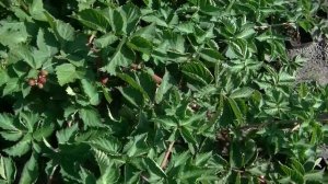 Сорт ежевики ВАЛДО - пушистый любимец